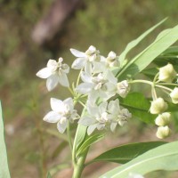 Gomphocarpus physocarpus E.Mey.